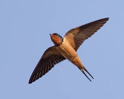 Attēlu rezultāti vaicājumam “Hirundo rustica”