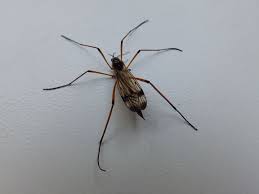 Attēlu rezultāti vaicājumam “Dictenidia bimaculata”