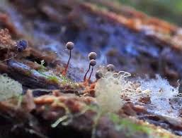 Attēlu rezultāti vaicājumam “Cribraria argillacea sessile”