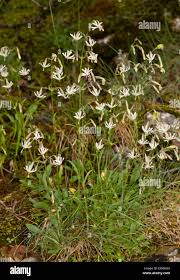 Attēlu rezultāti vaicājumam “Silene nutans flower”