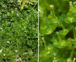 Attēlu rezultāti vaicājumam “Blasia pusilla sporophyte”