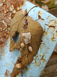 Attēlu rezultāti vaicājumam “Vasates quadripedes”