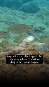 Image result for Sarpa salpa