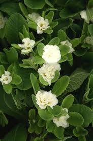 Attēlu rezultāti vaicājumam “Primula x polyantha”