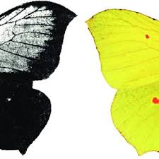 Attēlu rezultāti vaicājumam “Gonepteryx rhamni male”