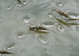 Attēlu rezultāti vaicājumam “Aquarius najas”