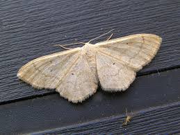 Attēlu rezultāti vaicājumam “Idaea straminata”