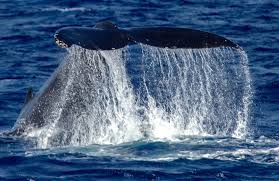 Image result for Megaptera novaeangliae