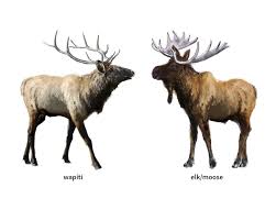 Attēlu rezultāti vaicājumam “Alces alces”