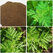 Image result for Artemisia annua