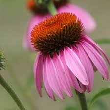 Image result for Echinacea angustifolia