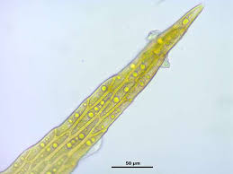 Attēlu rezultāti vaicājumam “Campylium protensum”