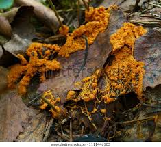 Attēlu rezultāti vaicājumam “Physarum obscurum plasmodium”