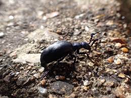 Attēlu rezultāti vaicājumam “Philonotis marchica macro”