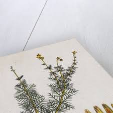 Attēlu rezultāti vaicājumam “Myriophyllum alterniflorum”