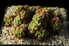 Image result for Aichryson