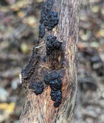 Attēlu rezultāti vaicājumam “Exidia glandulosa”