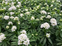 Attēlu rezultāti vaicājumam “Galium odoratum flower”