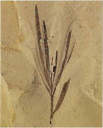 Attēlu rezultāti vaicājumam “Potamogeton rutilus”