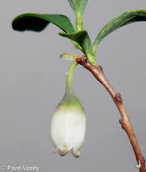 Attēlu rezultāti vaicājumam “Vaccinium uliginosum bud”