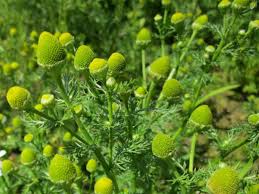 Attēlu rezultāti vaicājumam “Matricaria discoidea leaf”