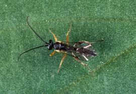 Attēlu rezultāti vaicājumam “Diderma simplex macro”