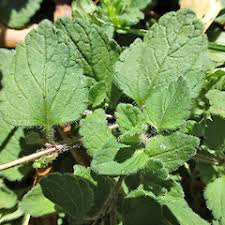 Image result for Veronica chamaedrys