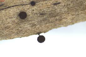 Attēlu rezultāti vaicājumam “Enerthenema papillatum spores”