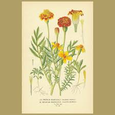 Attēlu rezultāti vaicājumam “Tagetes leaf”