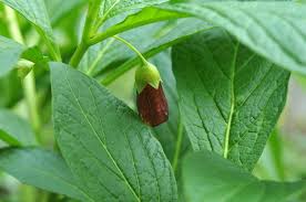 Attēlu rezultāti vaicājumam “Scopolia carniolica”