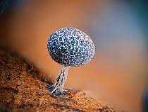 Attēlu rezultāti vaicājumam “Physarum album spores”