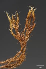 Attēlu rezultāti vaicājumam “Ditrichum flexicaule”