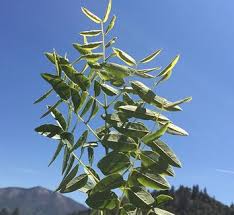 Attēlu rezultāti vaicājumam “Gymnocladus dioicus leaf”