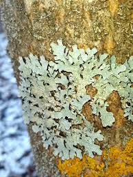 Attēlu rezultāti vaicājumam “Parmelia submontana”