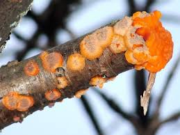 Attēlu rezultāti vaicājumam “Phlebia radiata”