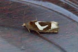 Attēlu rezultāti vaicājumam “Epiblema grandaevana”