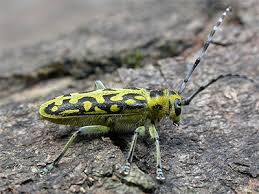 Attēlu rezultāti vaicājumam “Saperda scalaris”