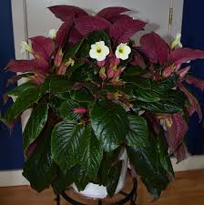 Image result for Sinningia