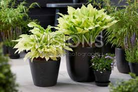 Image result for Hosta White Feather