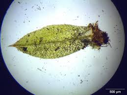 Attēlu rezultāti vaicājumam “Physcomitrium pyriforme”