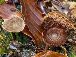 Attēlu rezultāti vaicājumam “Coltricia perennis”