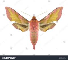 Attēlu rezultāti vaicājumam “Deilephila porcellus”