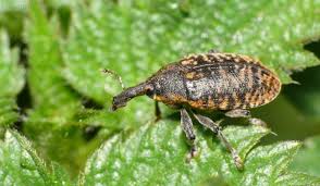 Attēlu rezultāti vaicājumam “Larinus sp.”