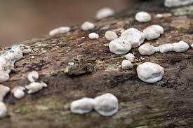 Attēlu rezultāti vaicājumam “Xylobolus frustulatus”