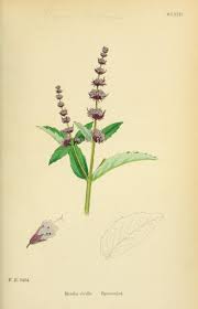 Attēlu rezultāti vaicājumam “Mentha spicata flower”