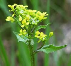 Attēlu rezultāti vaicājumam “Bunias orientalis flower”