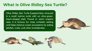 Image result for Lepidochelys olivacea