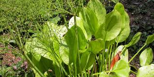 Attēlu rezultāti vaicājumam “Alisma plantago-aquatica flower”