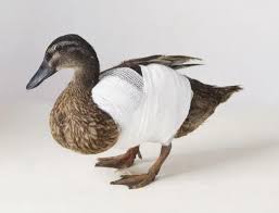 Attēlu rezultāti vaicājumam “Anas platyrhynchos”