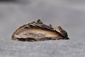 Attēlu rezultāti vaicājumam “Pheosia tremula”